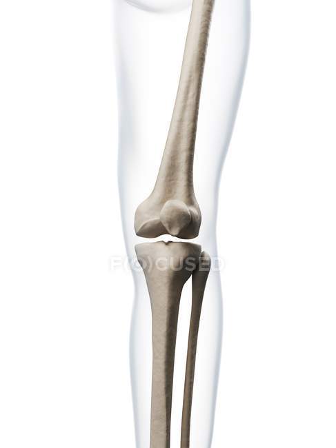 Людська нога і кістки коліна — стокове фото