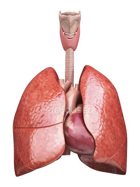 Pulmones humanos anatomía normal - foto de stock