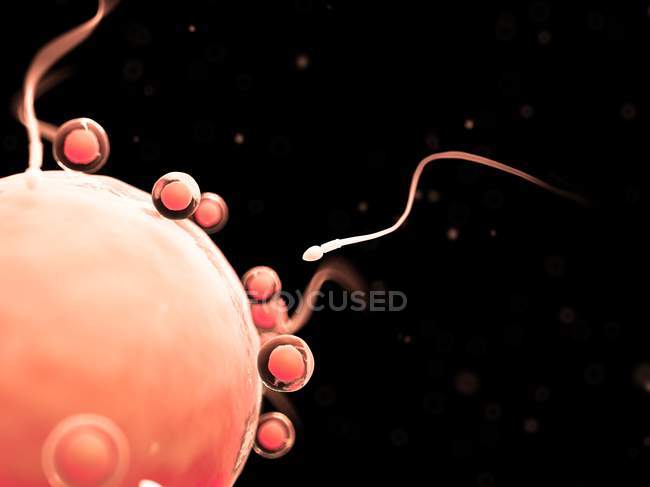 Fertilização de óvulos humanos saudáveis — Fotografia de Stock