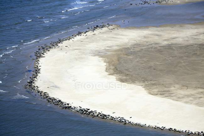 Vue aérienne de phoques reposant sur le banc de sable de Scroby Sands, Angleterre . — Photo de stock