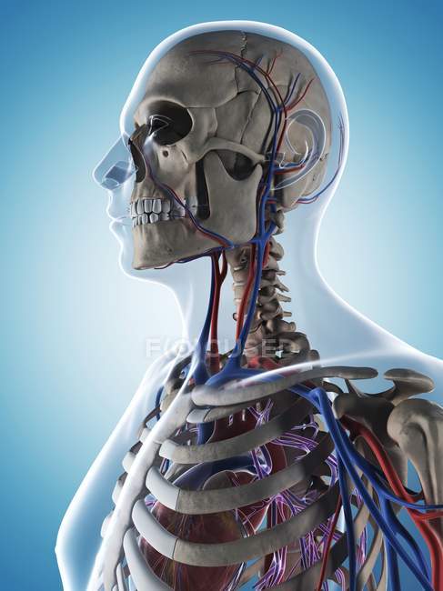 Réseau vasculaire de la tête humaine — Photo de stock