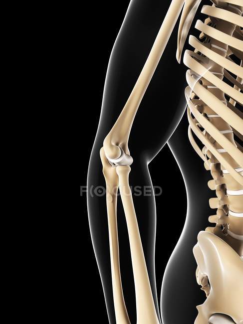 Elbow joint anatomy — Stock Photo