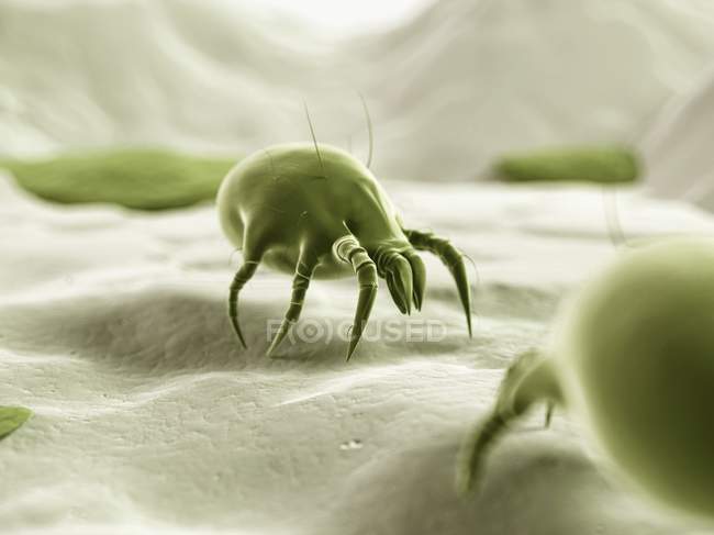 House dust mite — Stock Photo