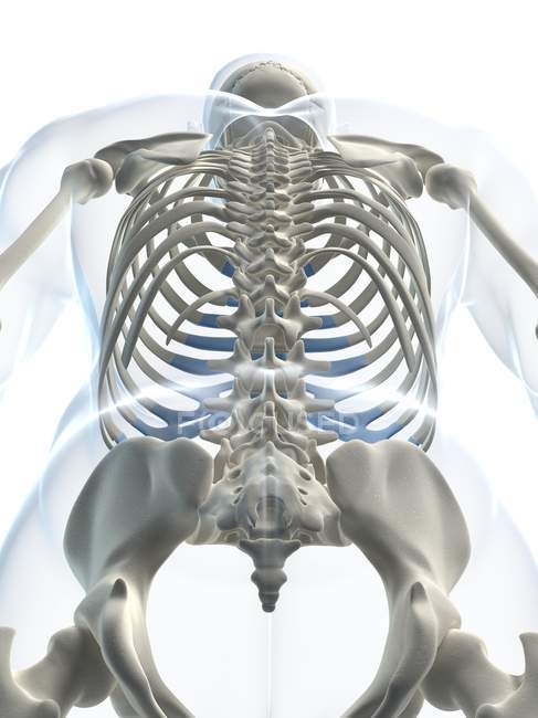 Vista posteriore della colonna vertebrale — Foto stock