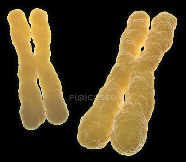 Chromosomen während der Zellteilung — Stockfoto