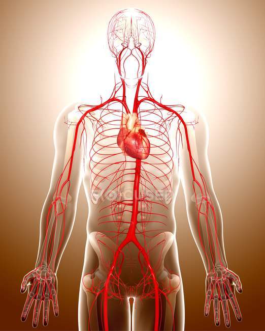 Appareil cardiovasculaire humain — Photo de stock