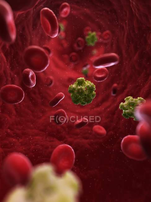 Partículas del virus del papiloma humano en el torrente sanguíneo - foto de stock