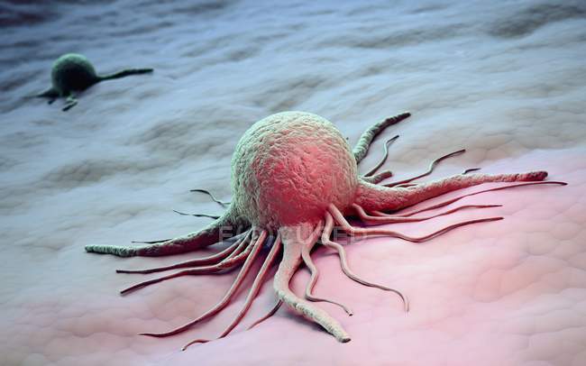 Раковые клетки с цитоплазматическими проекциями — стоковое фото