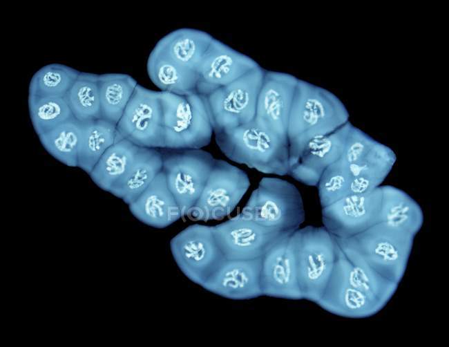 Гігантський Polytene хромосом — стокове фото