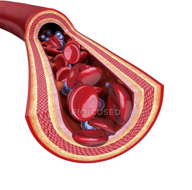 Человеческая артерия показывает стенки артерии и кровоток — стоковое фото