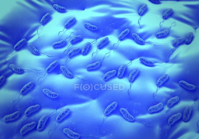 Холера бактерій колонії — стокове фото