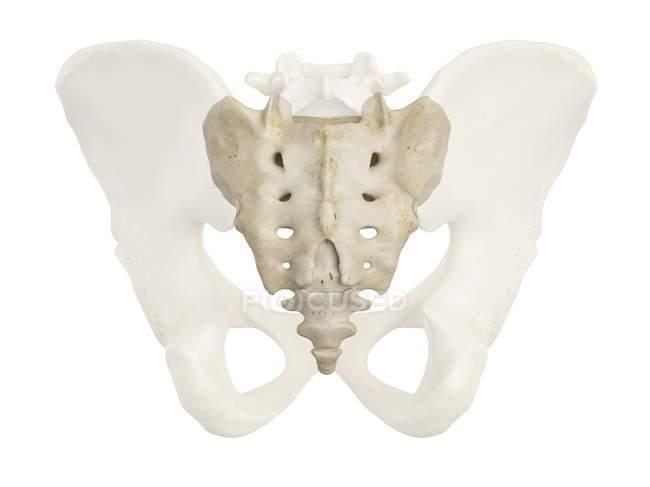 Pelvic bones and sacrum — Stock Photo
