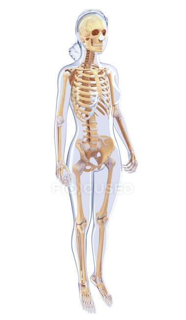 Normale sistema scheletrico dell'adulto — Foto stock