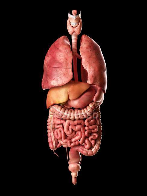 Innere Organe und Verdauungssystem — Stockfoto
