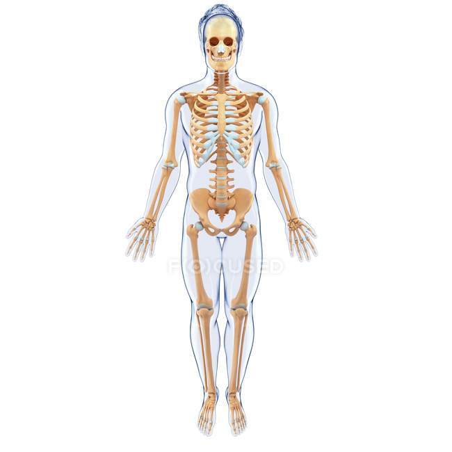 Normales Skelettsystem eines Erwachsenen — Stockfoto