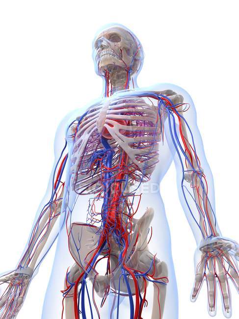Système vasculaire masculin — Photo de stock