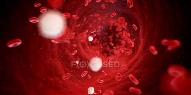 Кровотік, що показує еритроцити — стокове фото