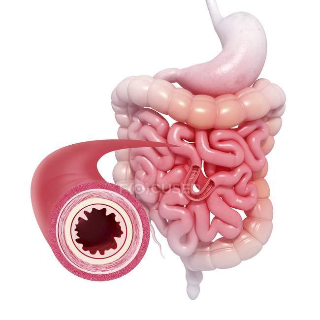 Healthy small intestines — Stock Photo