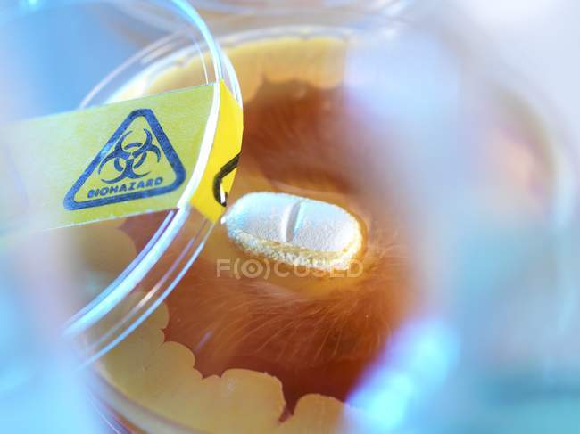 Закри антибіотиків тестування у чашках Петрі. — стокове фото