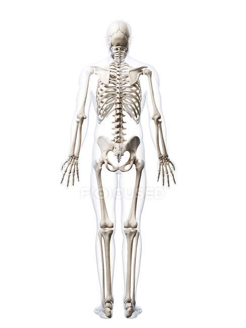 Human Skeletal System — Anatomical Reference Healthcare Stock Photo