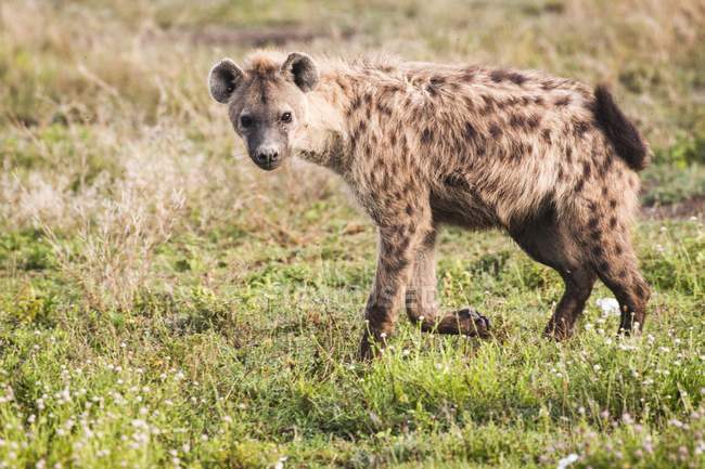 Gesichtete Hyäne läuft auf Wiese in Tansania — Stockfoto