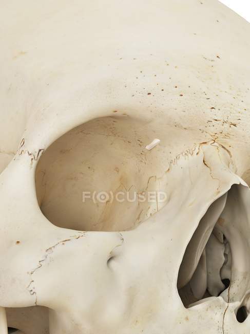 Plaque orbitale du crâne humain — Photo de stock