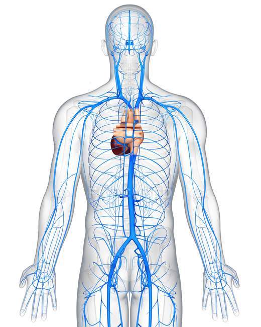 Anatomie des veines humaines — Photo de stock