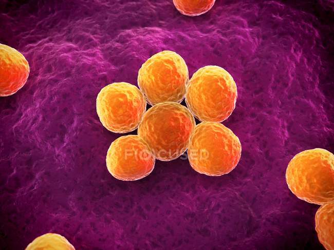 Staphylococcus aureus resistente a la meticilina - foto de stock