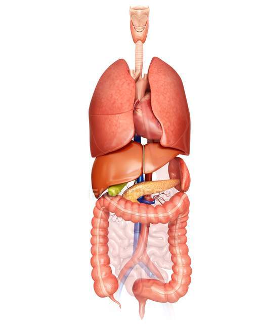 Internal organs and digestive system — Stock Photo