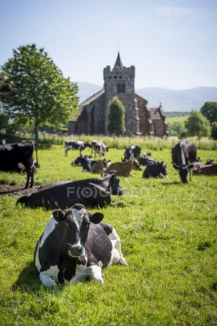Troupeau de vaches couchées dans les champs — Photo de stock