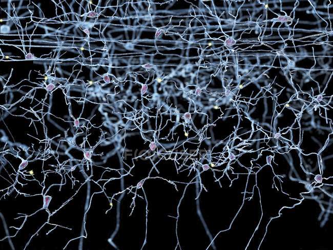 Células nervosas e rede nervosa — Fotografia de Stock
