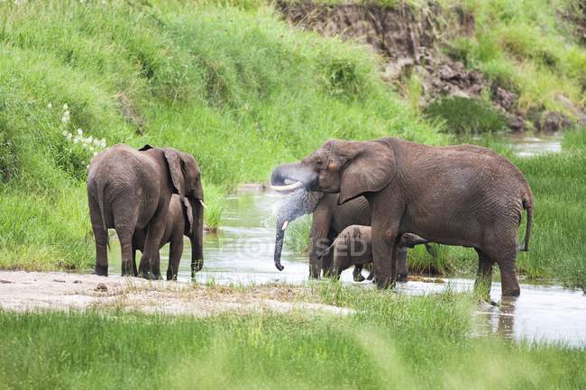 Стадо африканські слони в Танзанії. — стокове фото