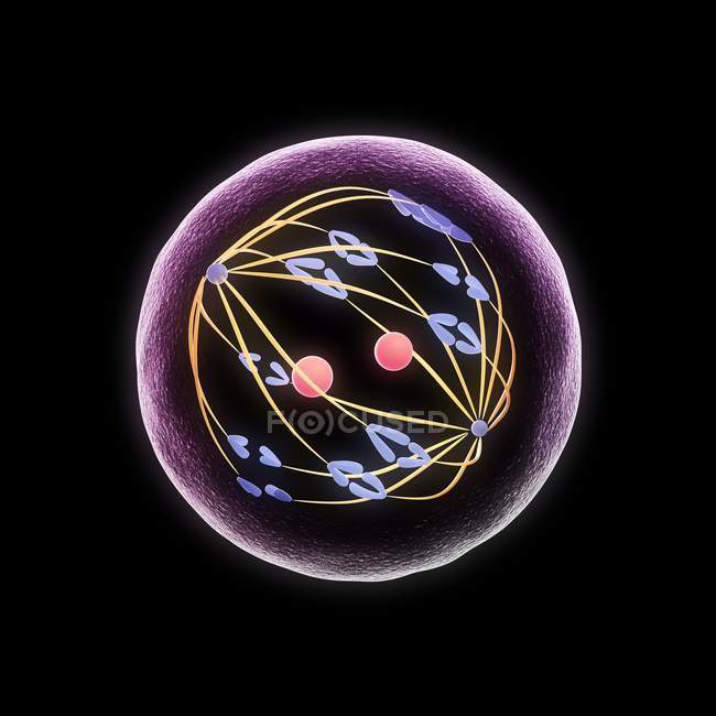 Мейотическое деление клеток — стоковое фото