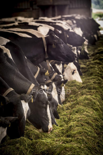 Dairy cows eating hay from trough. — Stock Photo