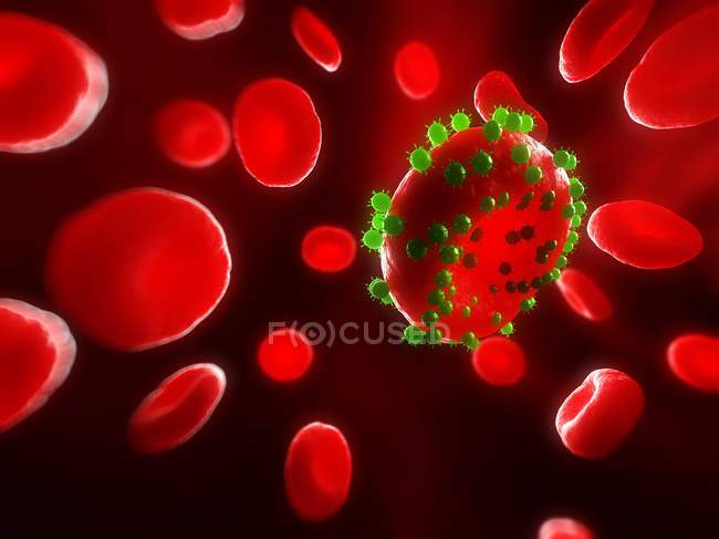Glóbulos rojos sanos - foto de stock