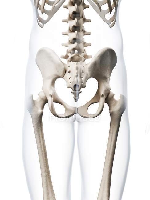 Anatomia estrutural da pelve humana — Fotografia de Stock