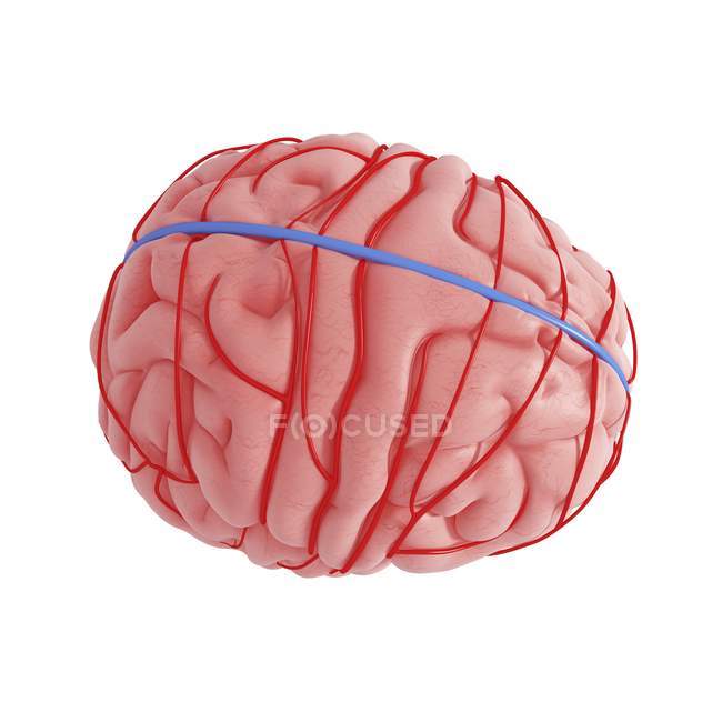 Cerebro humano con red de suministro de sangre - foto de stock