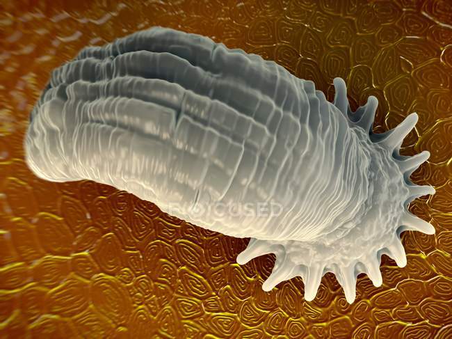 Gyrodactylus parasita aquático, ilustração computacional
. — Fotografia de Stock
