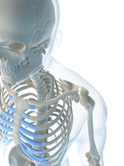 Vista del esqueleto humano - foto de stock