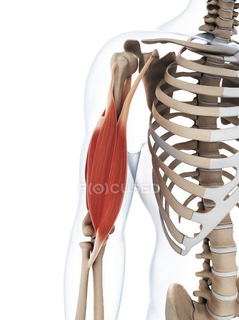 М'язи та структурна анатомія — стокове фото