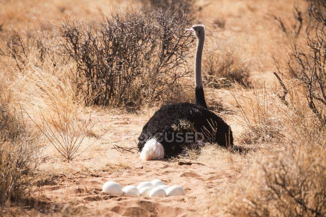 Nido de avestruz con huevos en tierra en Tanzania . - foto de stock