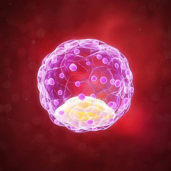58-клітинної бластоцисти ембріонів — стокове фото