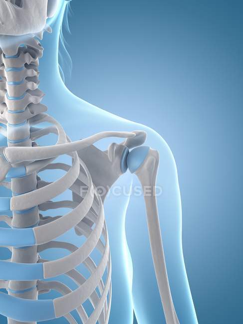 Anatomía de la articulación hombro humano - foto de stock