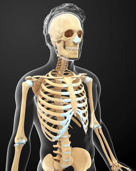 Anatomía estructural del ser humano adulto - foto de stock