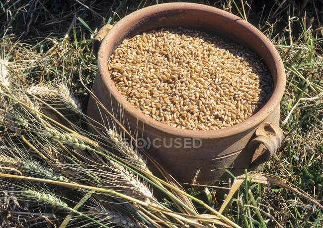 Grãos de trigo em panela de barro na grama na luz solar . — Fotografia de Stock