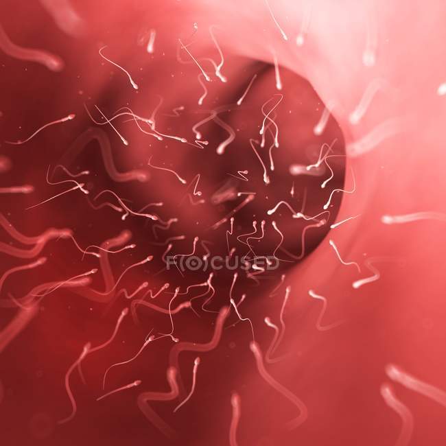 Человеческая сперма и яйцеклетка — стоковое фото