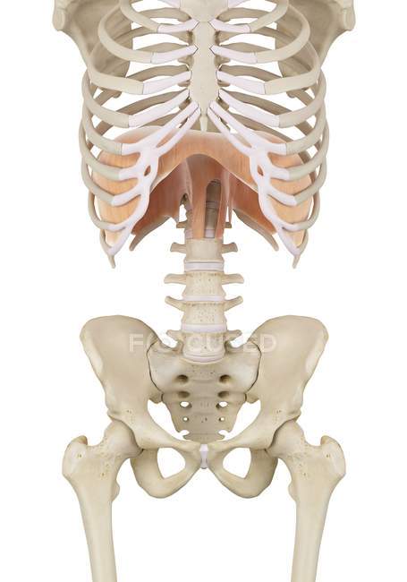 Anatomía del diafragma humano - foto de stock