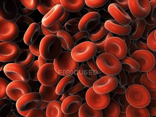 Globuli rossi normali — Foto stock