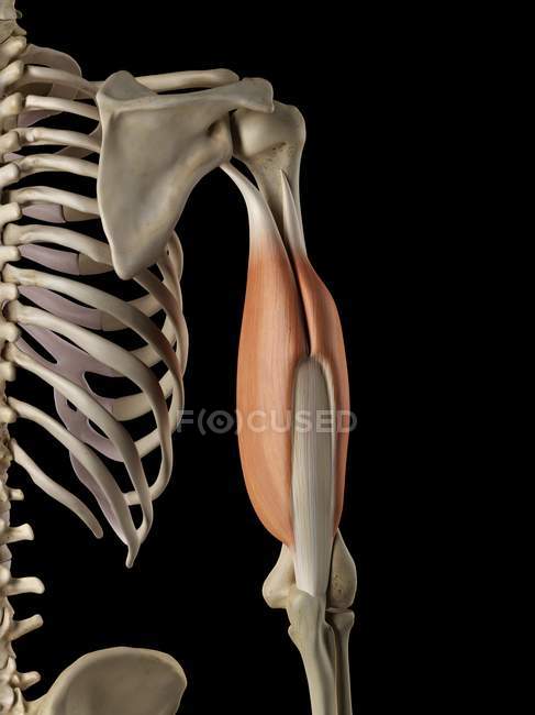 Músculos e anatomia estrutural — Fotografia de Stock