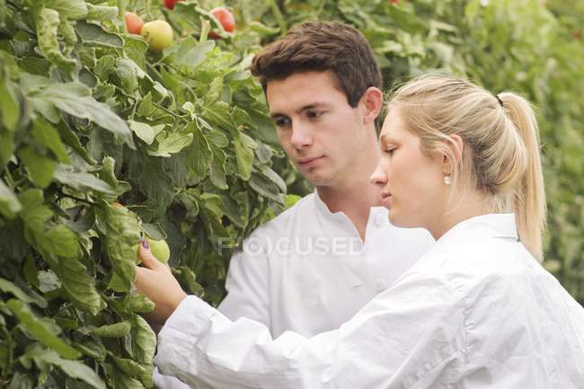 Scienziati che esaminano i pomodori che crescono sulle piante . — Foto stock